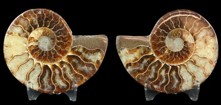 Sliced Fossil Ammonite Pair - Agatized #46514